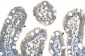 NXF5 antibody - middle region